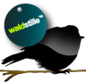 Waldstille